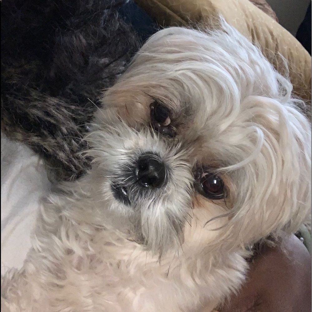 Meet your Posher, Lady